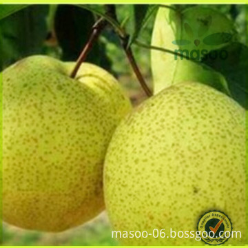China Fresh Su Pear (green and White)For Exporting /all kinds of fresh pears